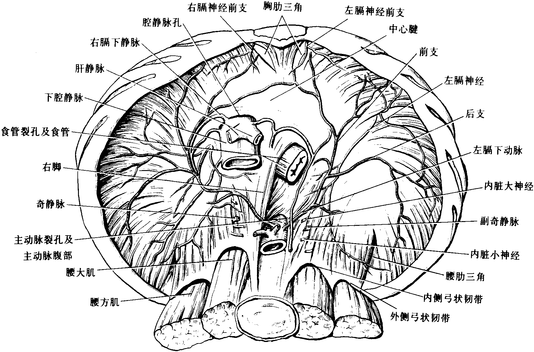 膈肌手绘图片